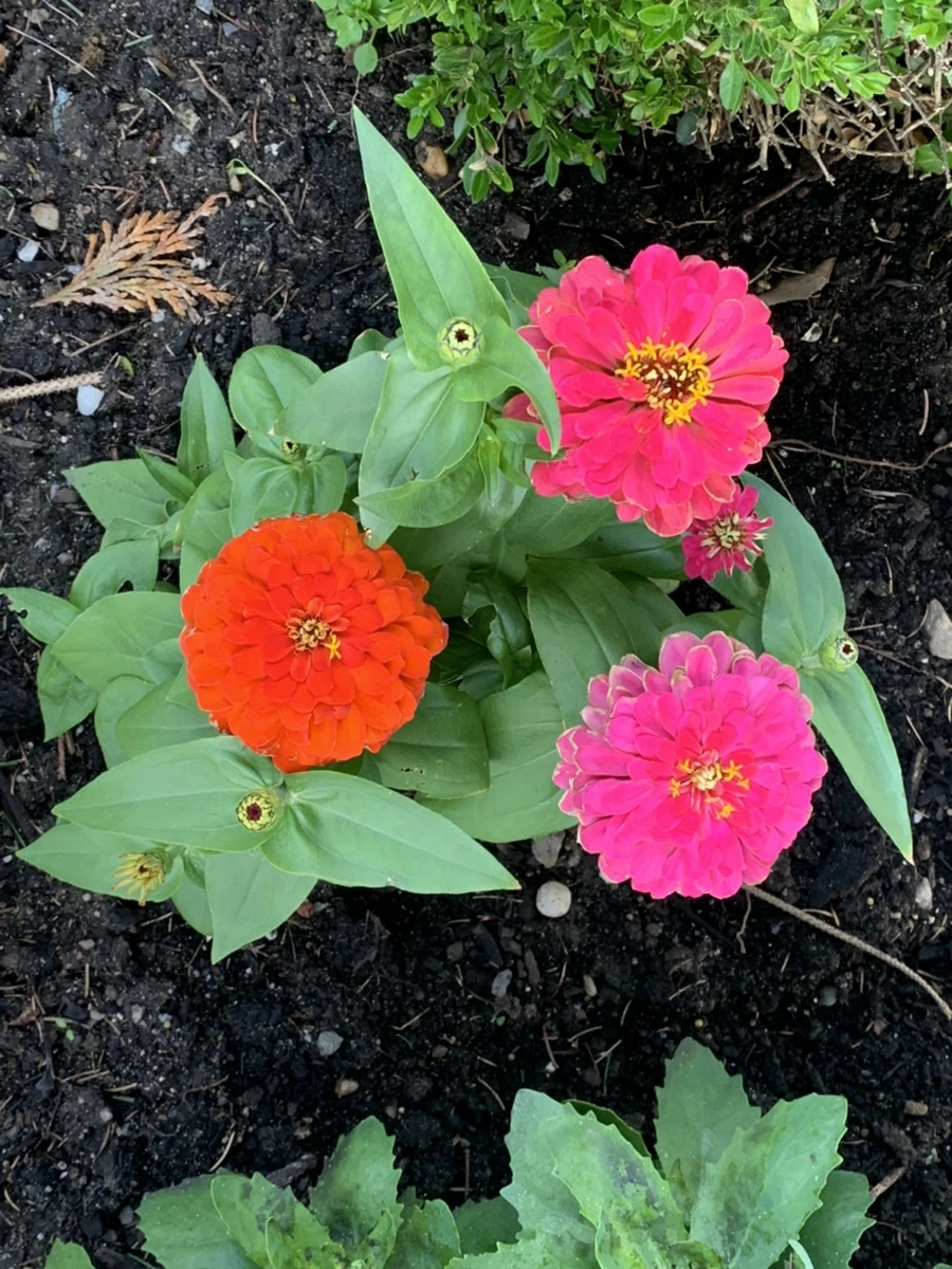 IMG_2671.jpg?type=w966