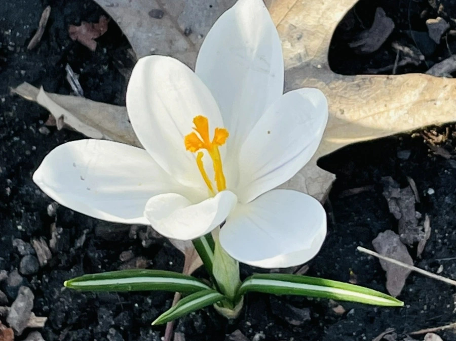 IMG_5919.jpg?type=w966