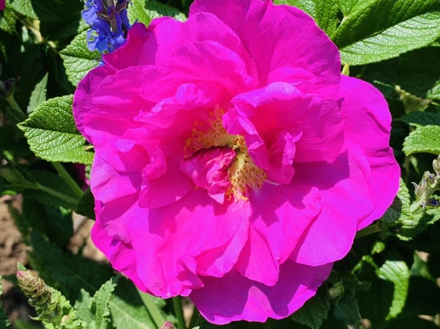 IMG_4185.jpg?type=w966