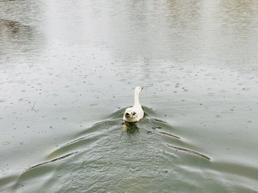 IMG_2043.jpg?type=w966