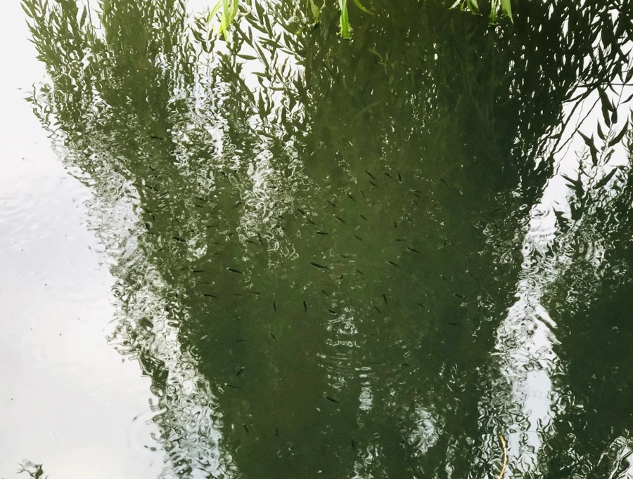 IMG_3083.jpg?type=w966