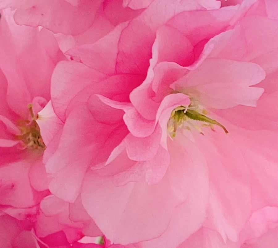 IMG_5494.jpg?type=w966