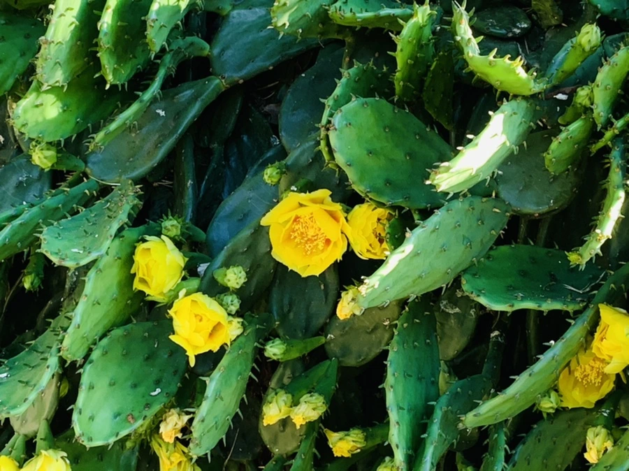 IMG_4348.jpg?type=w966