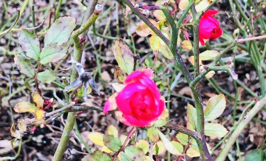 IMG_1043.jpg?type=w966