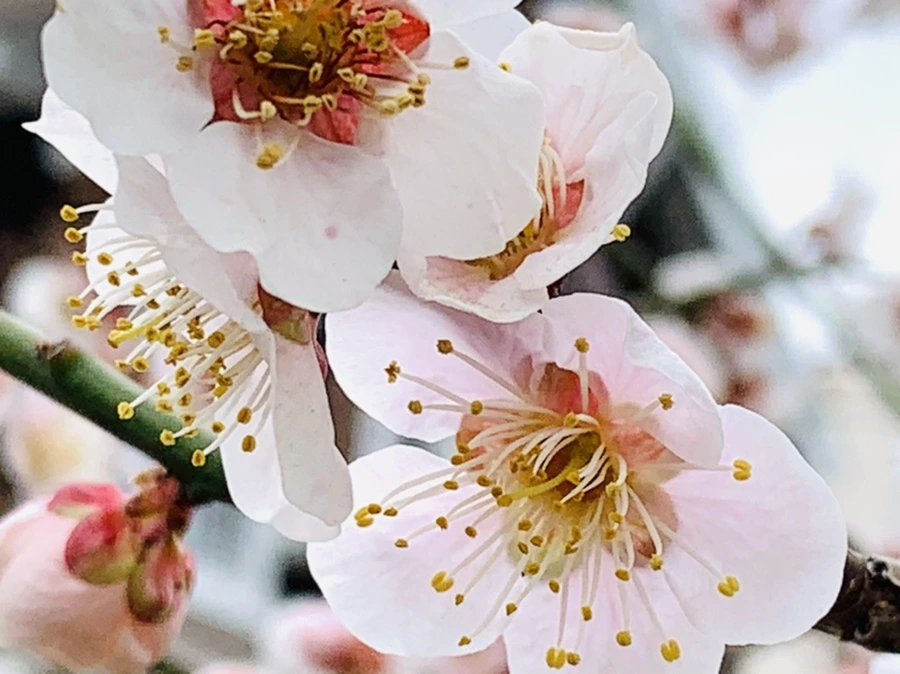 IMG_3596.jpg?type=w966