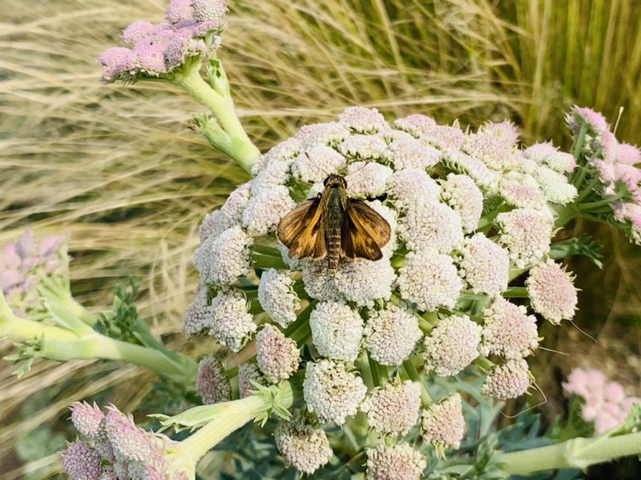 IMG_9471.jpg?type=w966