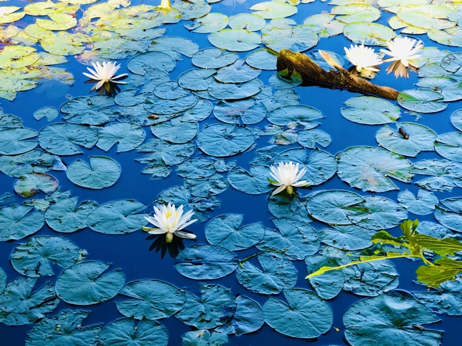 IMG_3811.jpg?type=w966