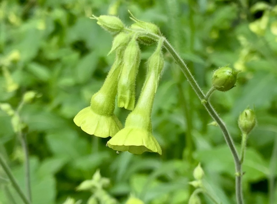 IMG_4986.jpg?type=w966