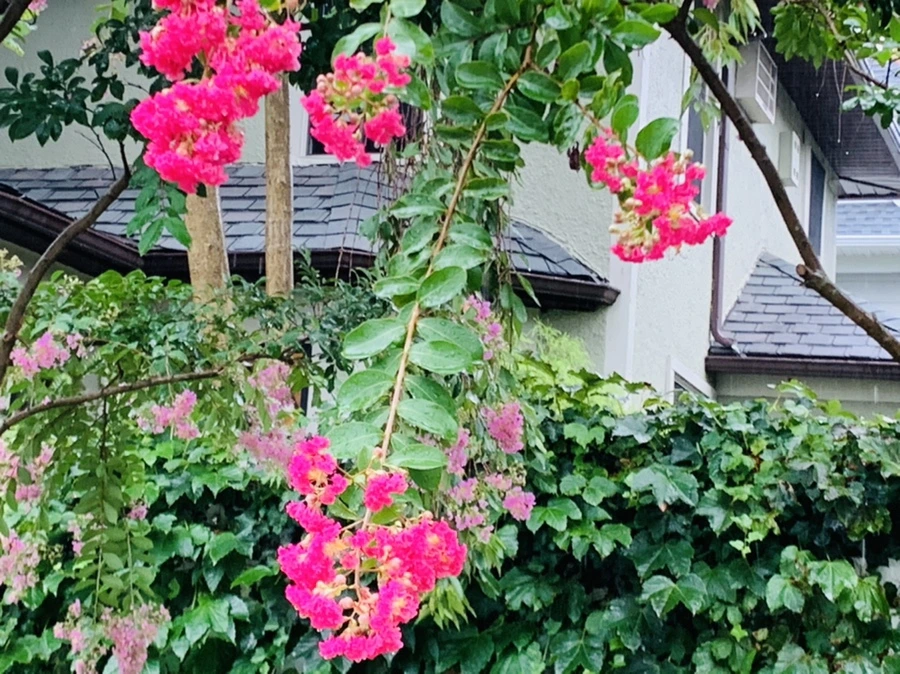 IMG_3794.jpg?type=w966