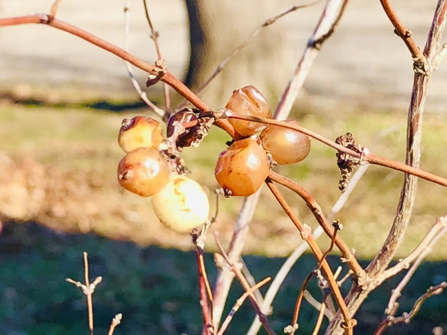 IMG_9817.jpg?type=w966