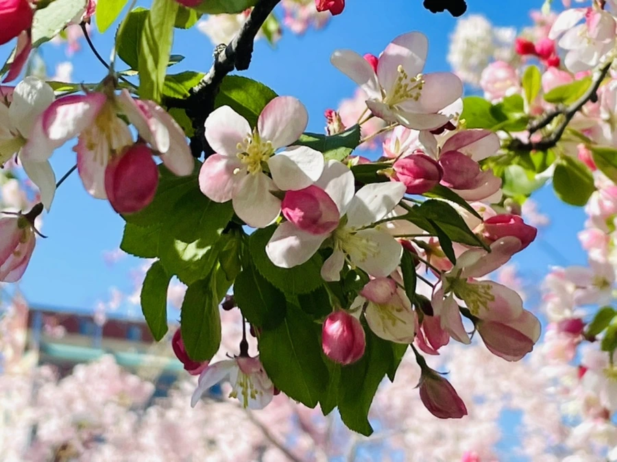 IMG_1532.jpg?type=w966