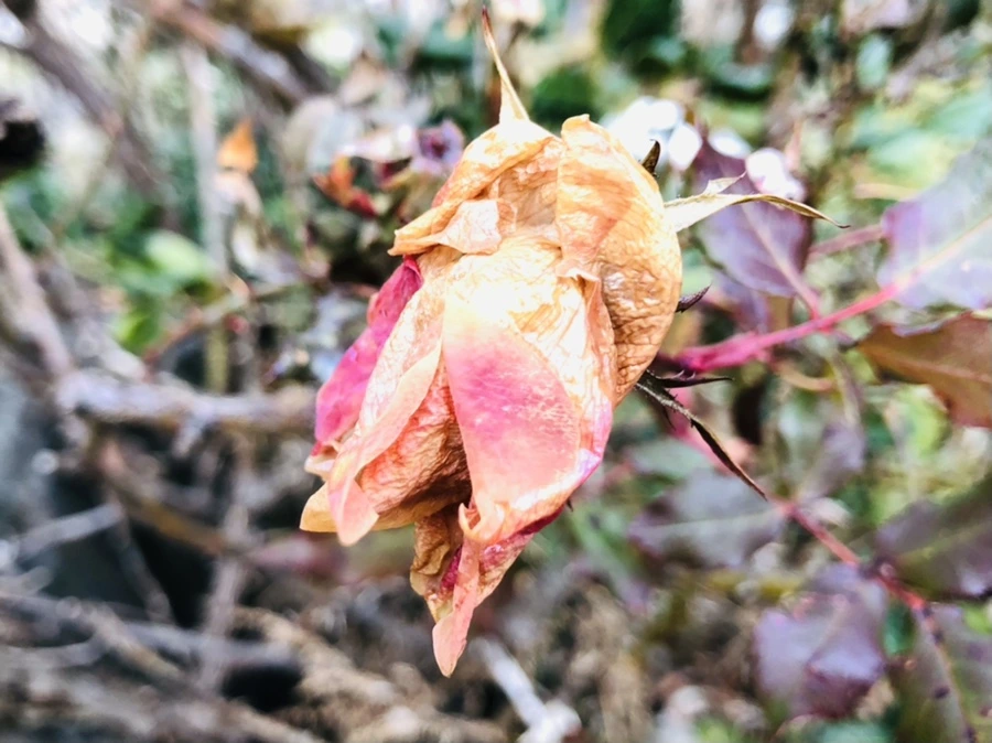 IMG_8775.jpg?type=w966