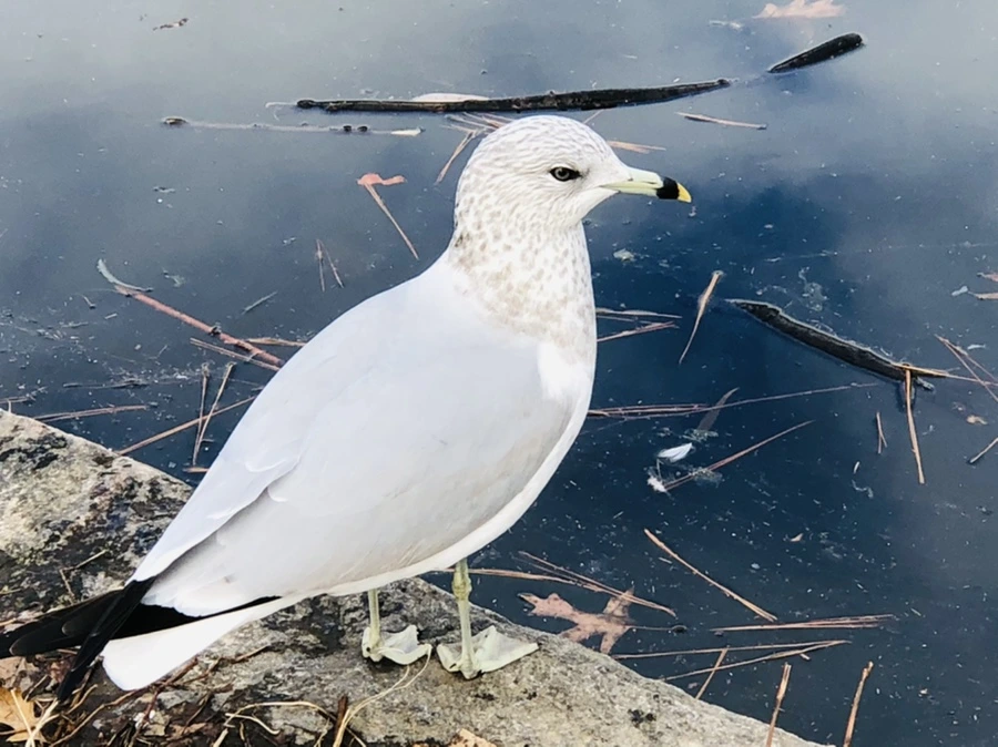 IMG_0021.jpg?type=w966