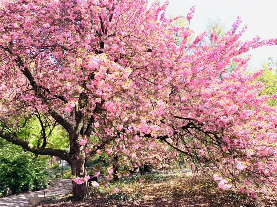 IMG_6370.jpg?type=w966