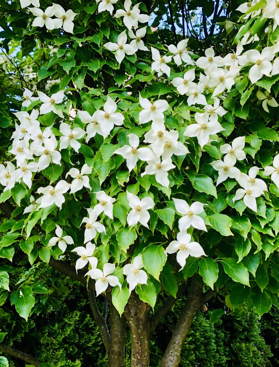 IMG_8821.jpg?type=w966