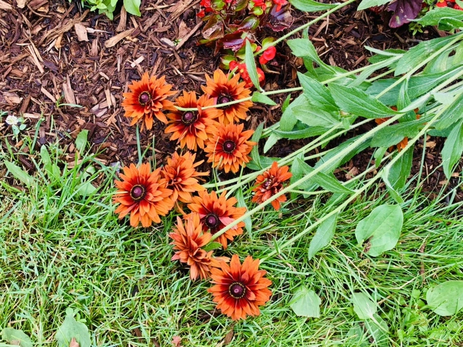 IMG_0393.jpg?type=w966