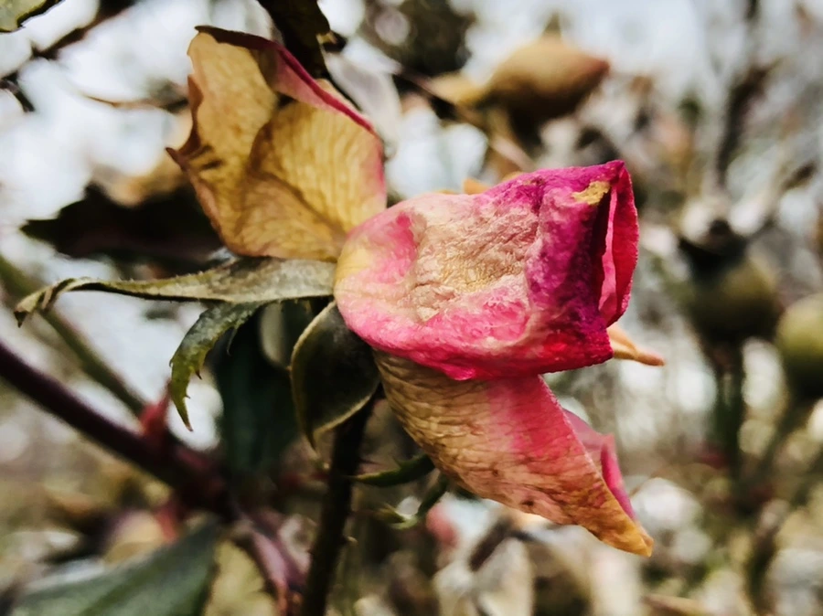 IMG_8802.jpg?type=w966