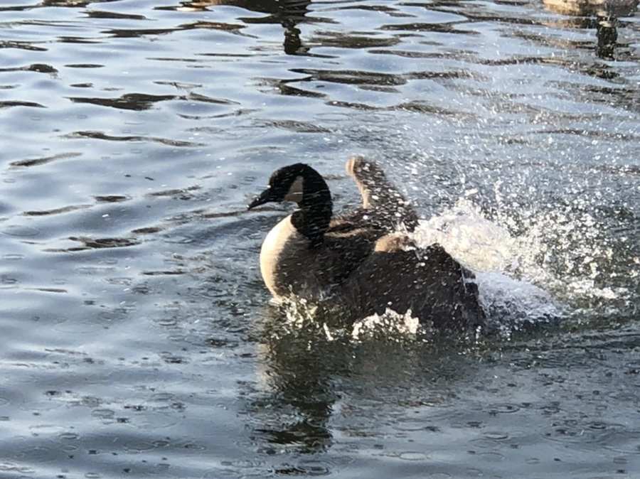 IMG_2848.jpg?type=w966