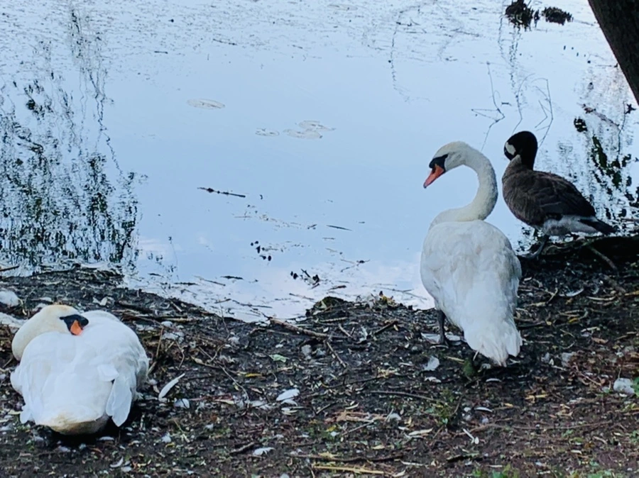 IMG_7631.jpg?type=w966