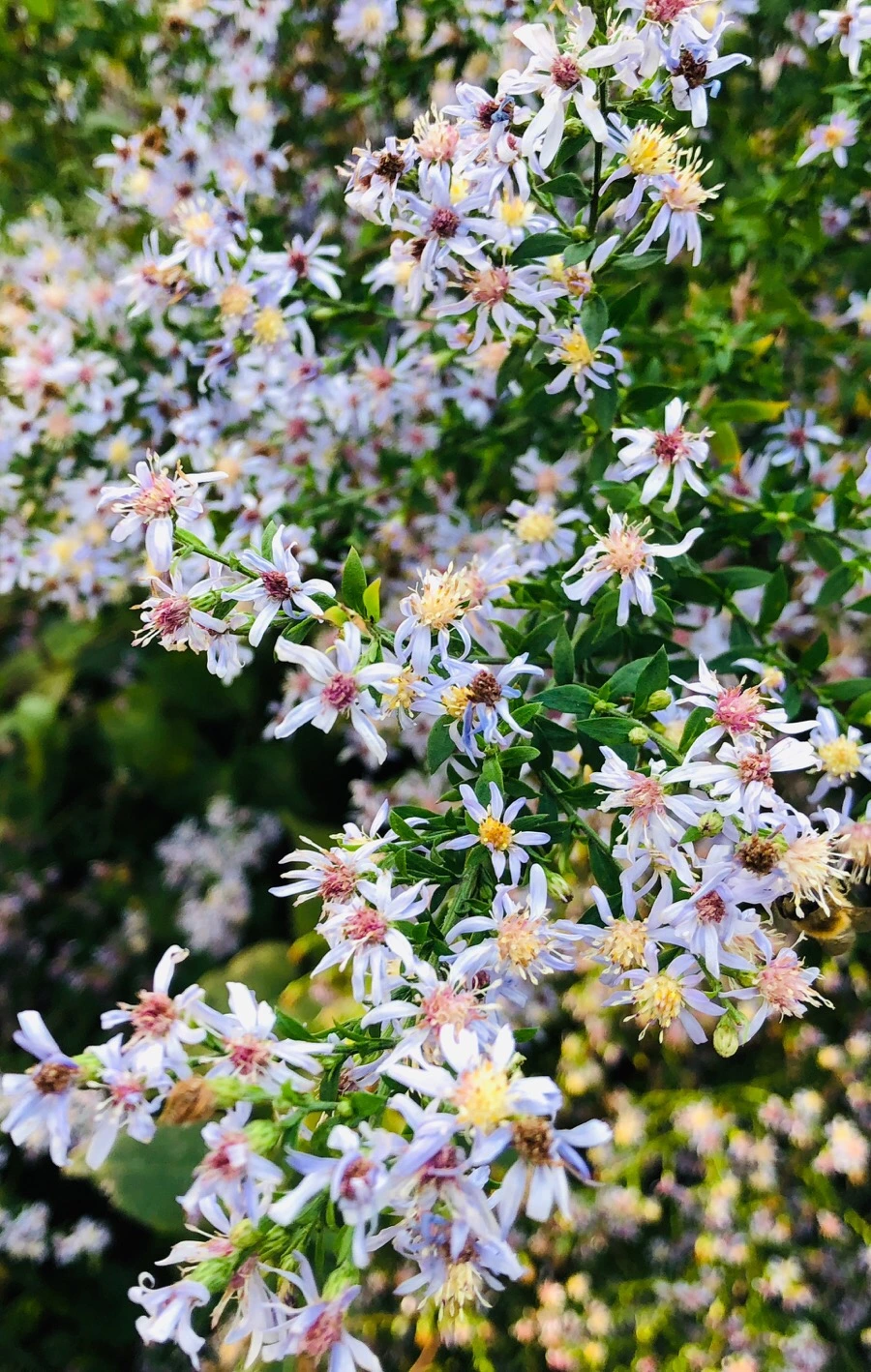 IMG_7220.jpg?type=w966