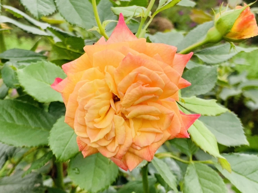 IMG_6907.jpg?type=w966