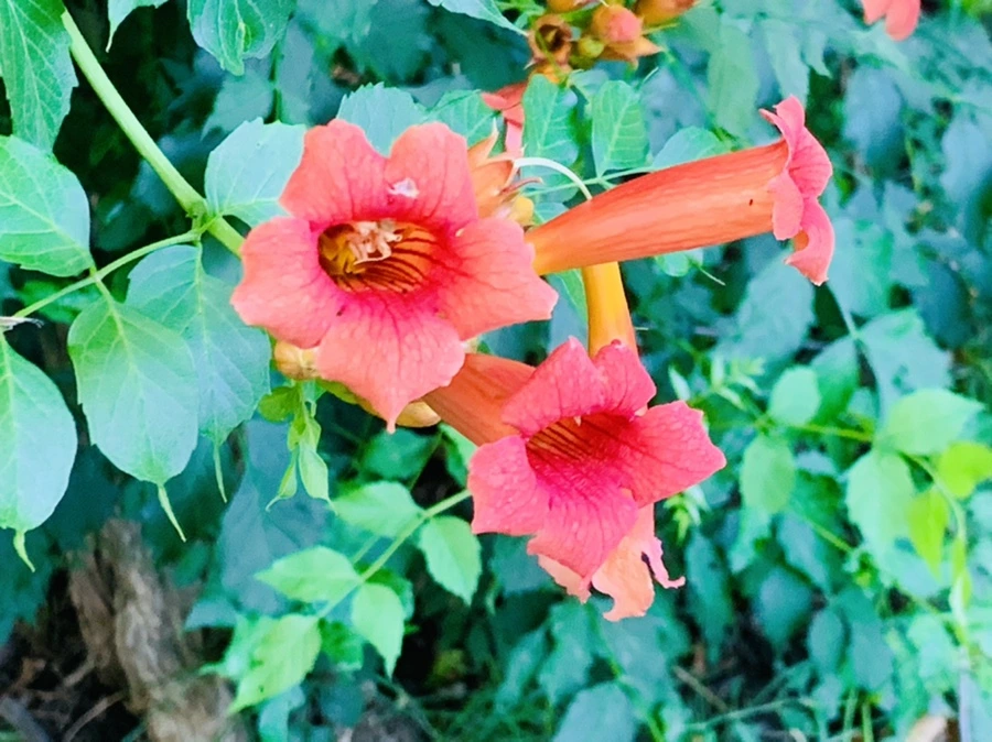 IMG_0900.jpg?type=w966