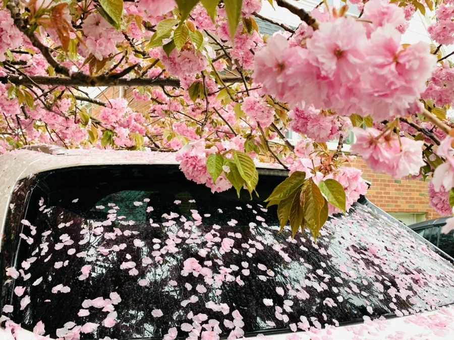 IMG_5240.jpg?type=w966