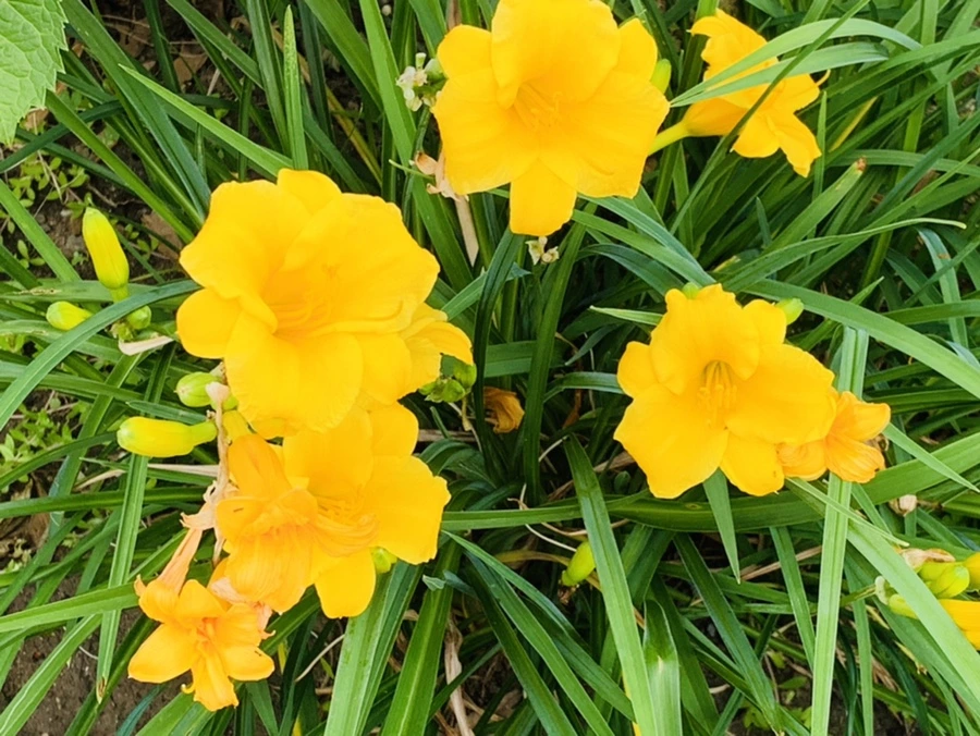 IMG_5281.jpg?type=w966