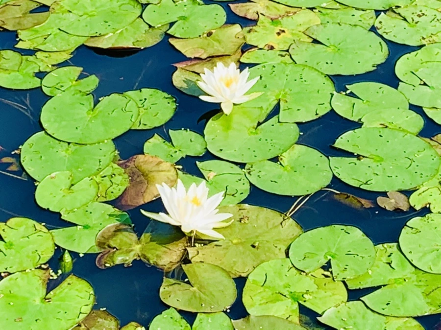 IMG_1125.jpg?type=w966