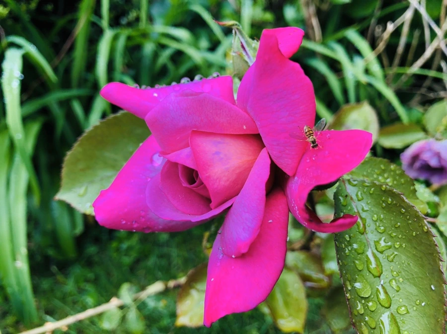 IMG_7542.jpg?type=w966