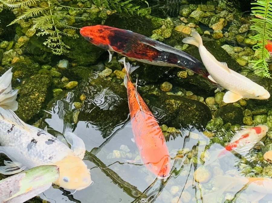 IMG_2385.jpg?type=w966