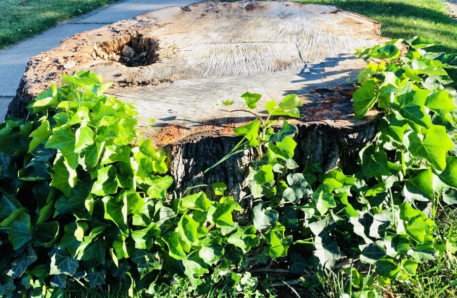 IMG_9086.jpg?type=w966