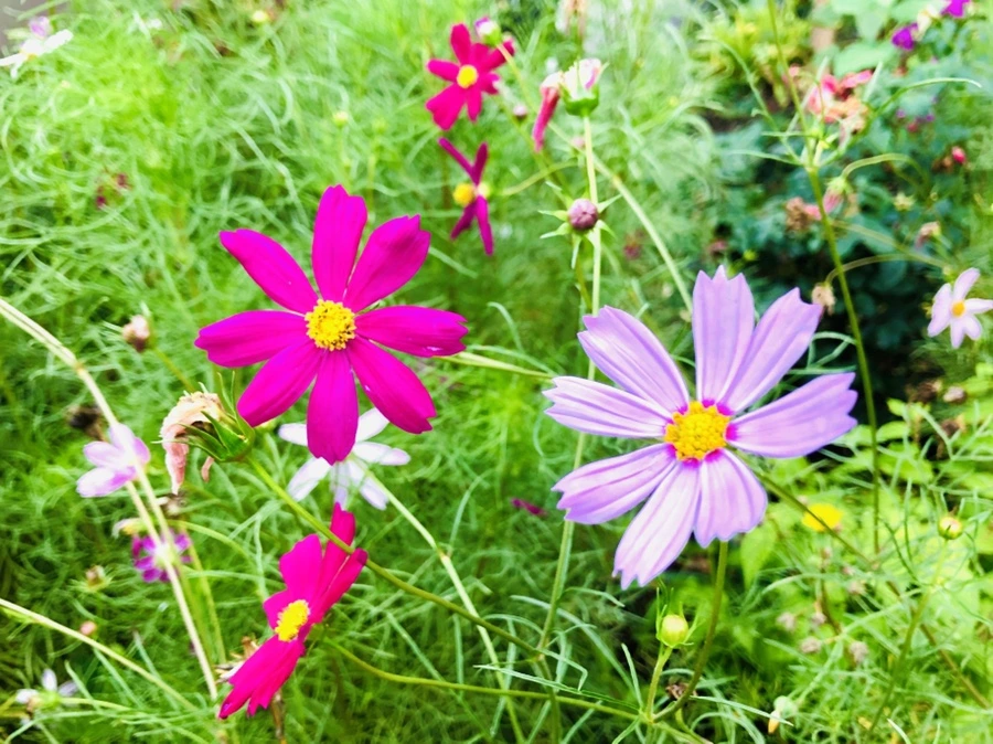 IMG_4135.jpg?type=w966