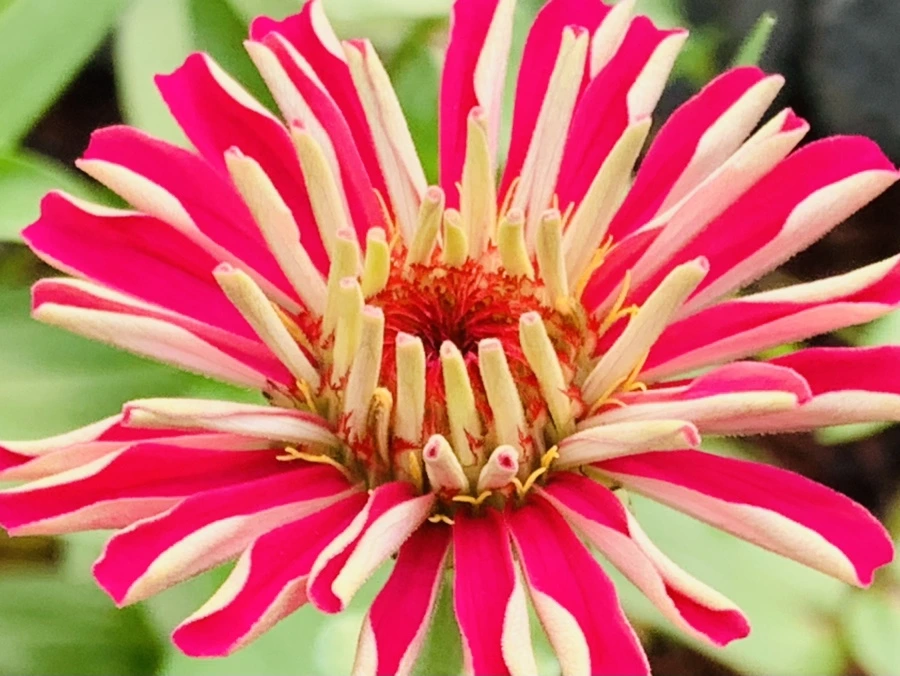 IMG_7017.jpg?type=w966