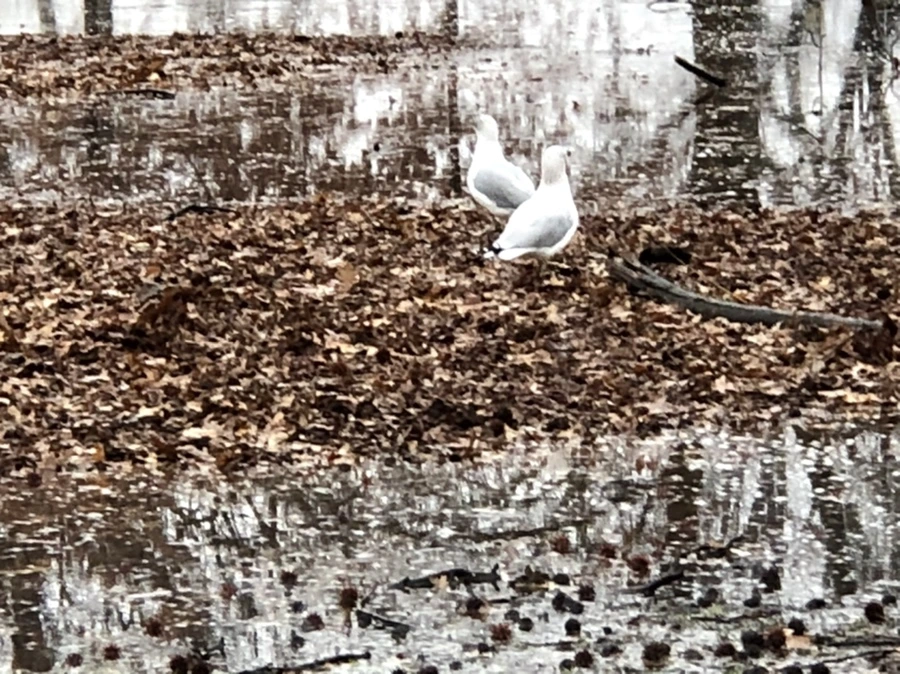 IMG_5712.jpg?type=w966