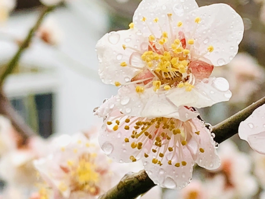 IMG_1911.jpg?type=w966