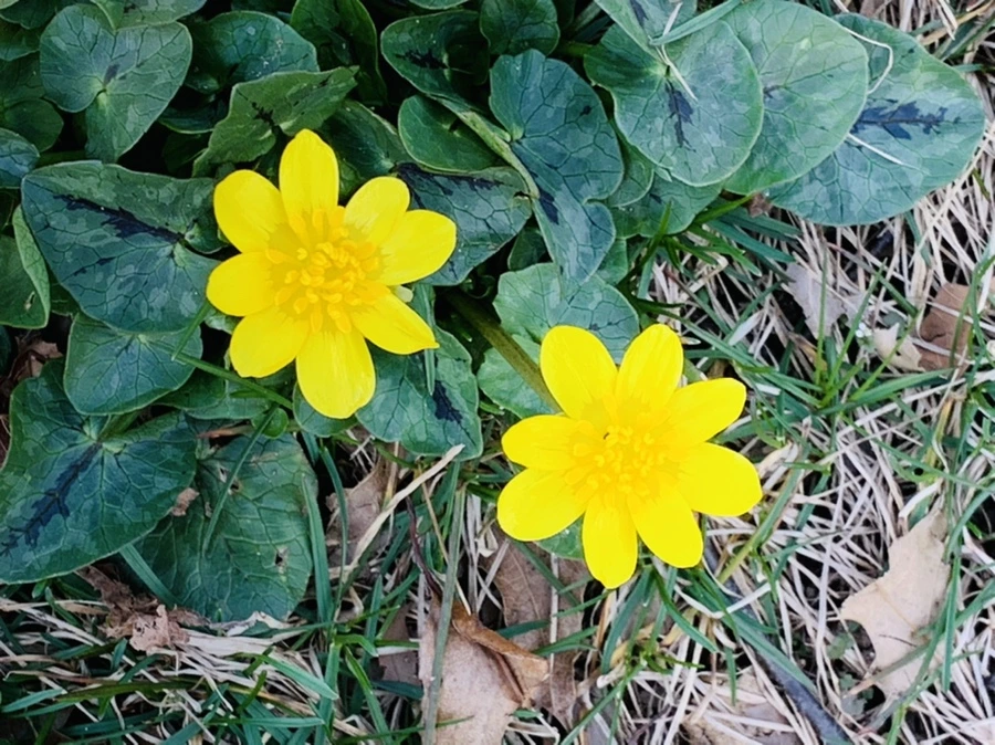 IMG_4508.jpg?type=w966