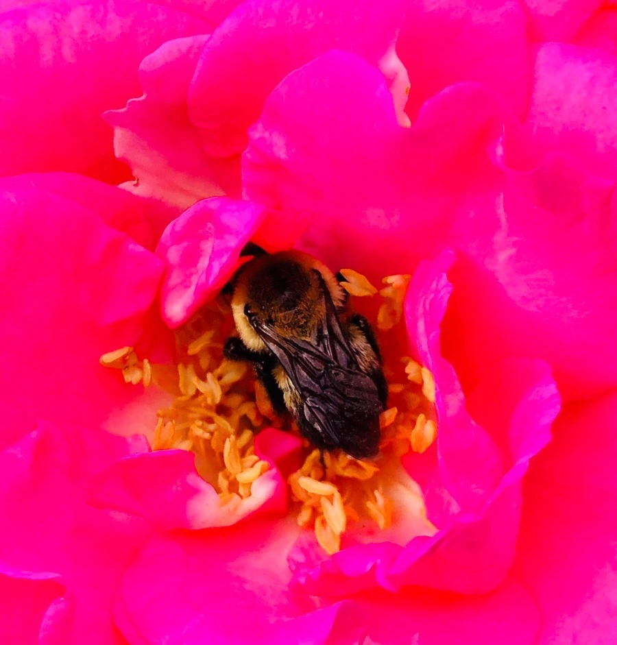 IMG_7867.jpg?type=w966