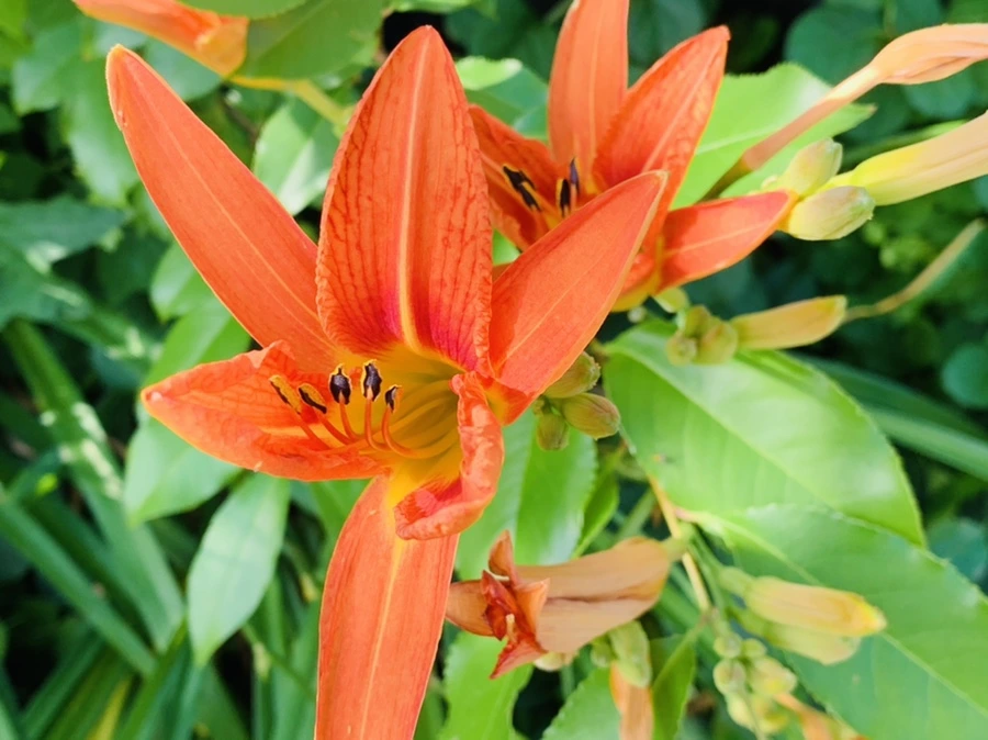 IMG_5257.jpg?type=w966