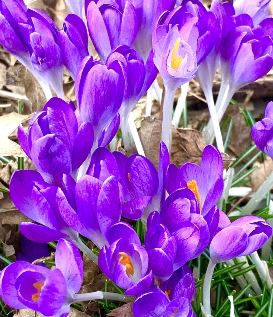 IMG_1227.jpg?type=w966