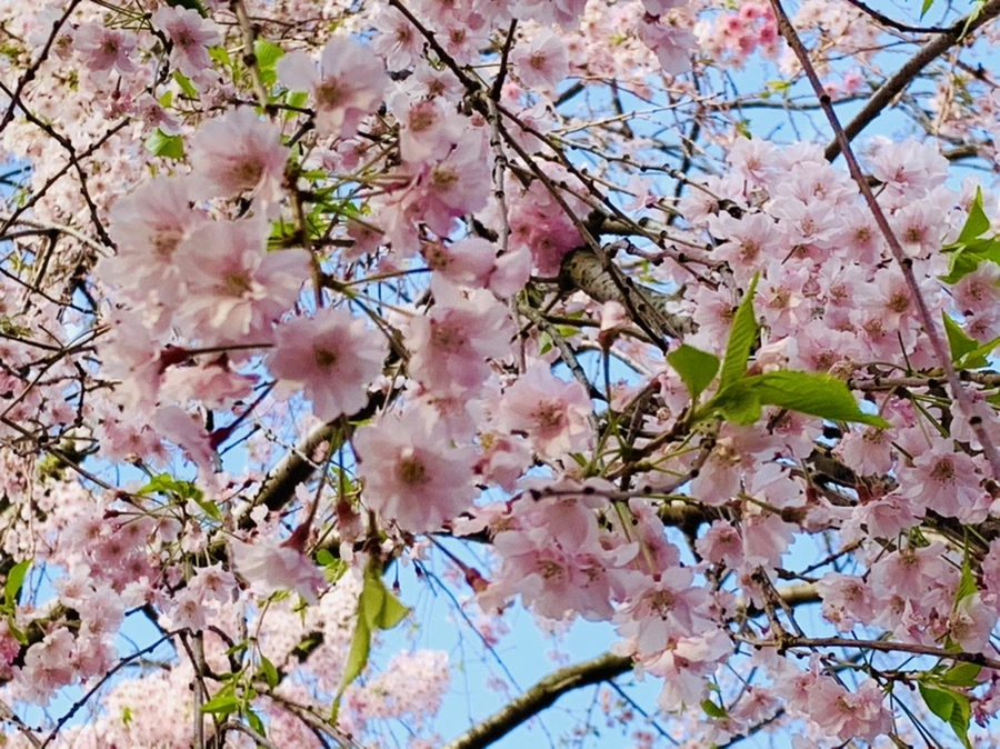 IMG_3723.jpg?type=w966