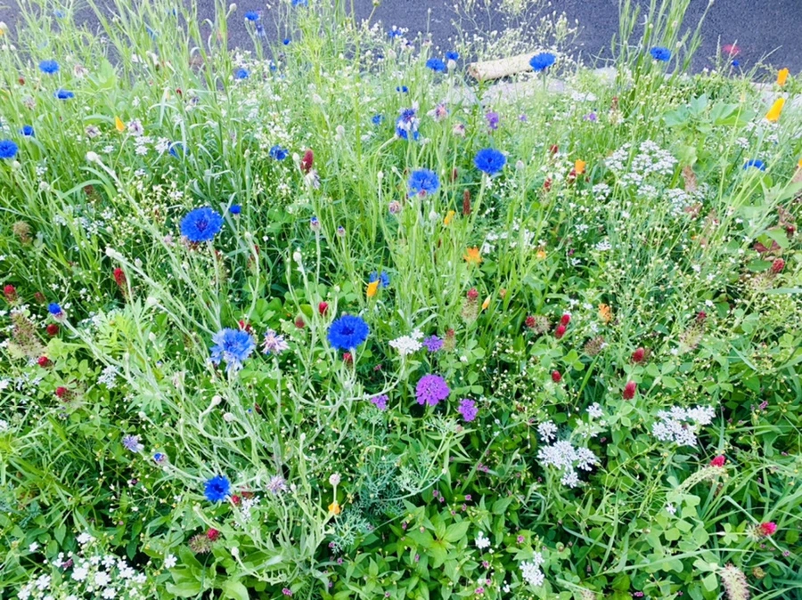 IMG_3945.jpg?type=w966