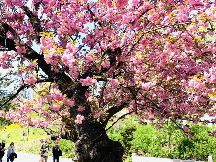 IMG_6488.jpg?type=w966