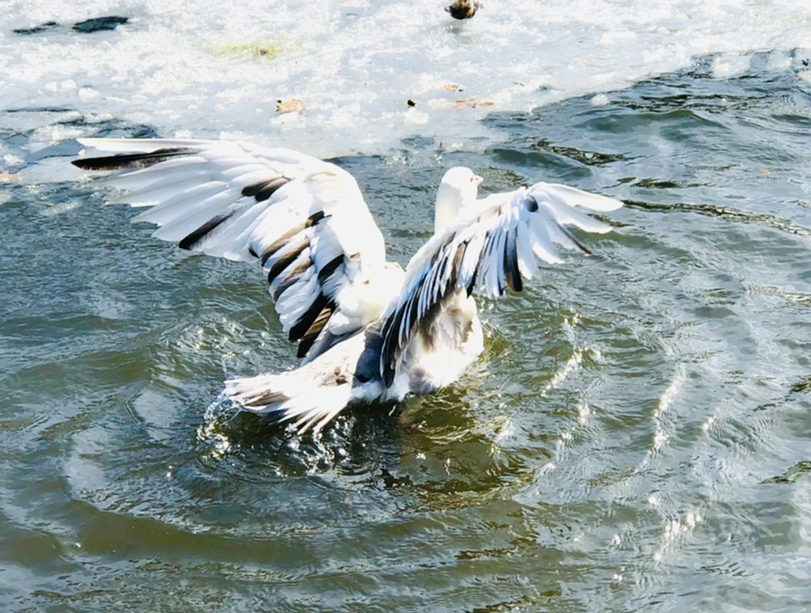 IMG_5406.jpg?type=w966