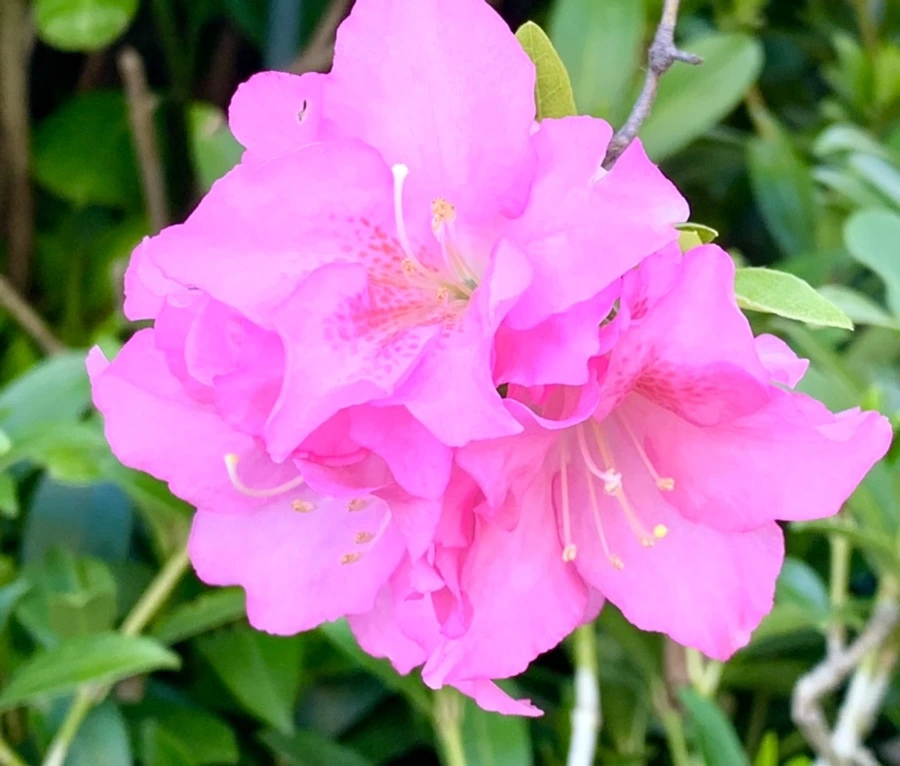 IMG_0581.jpg?type=w966