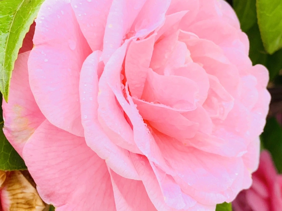 IMG_1426.jpg?type=w966