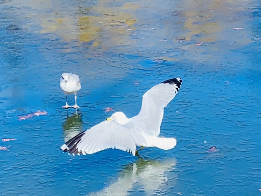 IMG_8318.jpg?type=w966