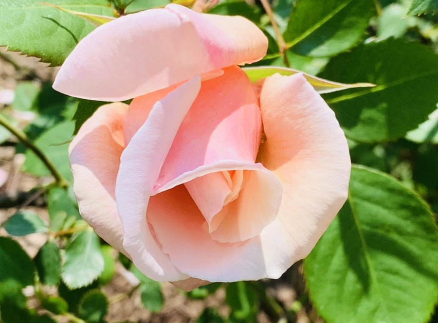 IMG_4296.jpg?type=w966