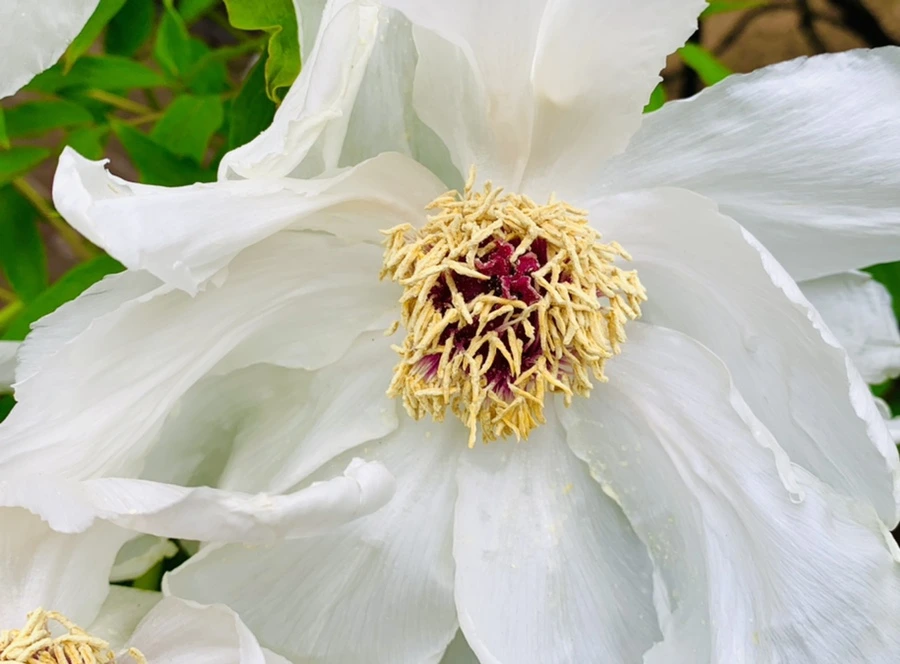 IMG_8952.jpg?type=w966