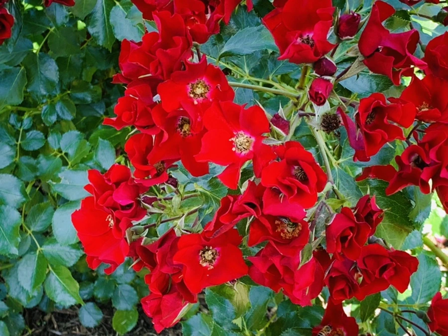 IMG_3109.jpg?type=w966